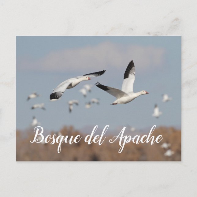 Postal Geese en los cielos del Bosque del Apache (Anverso)