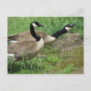 Postal Geese En Puddle