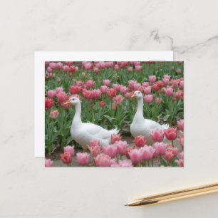 Postal Geese en una pradera animal de flores silvestres r