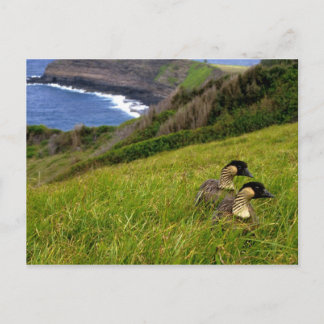 Postal / Geese Nene Hawai en peligro de extinción