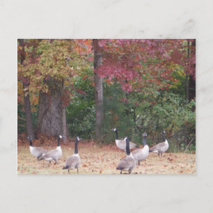 Postal Geese otoñal con hojas de otoño rojas y Naranjas