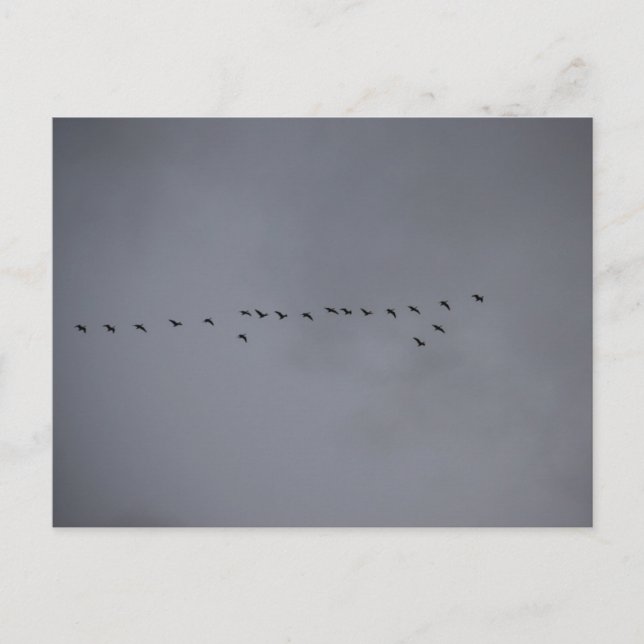 Postal Geese's  (Anverso)