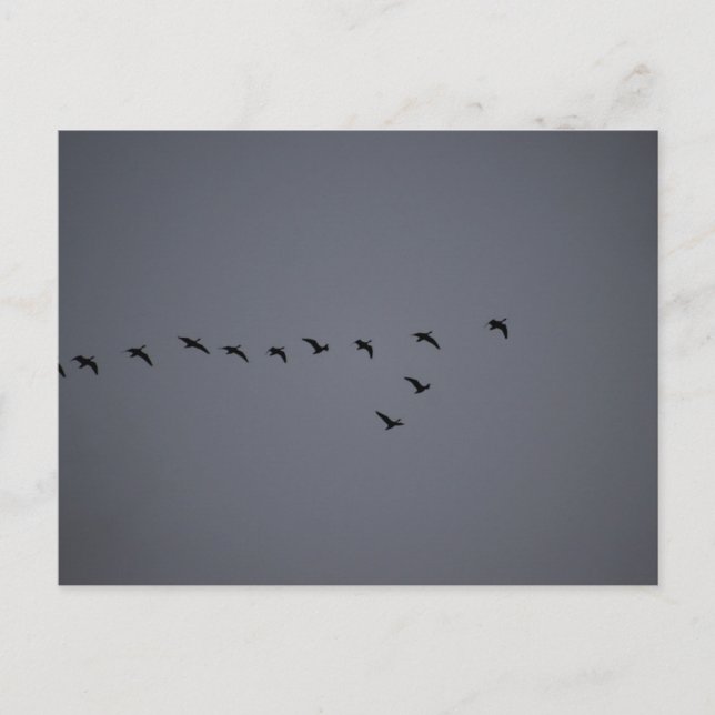 Postal Geese's  (Anverso)