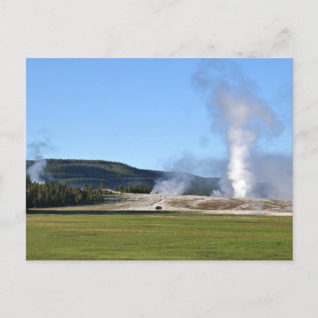 Postal Géiser Deep Blue y bisonte en Yellowstone (Anverso)