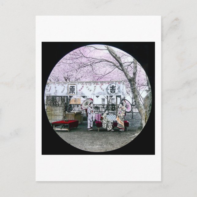 Postal Geisha japonesa vieja sentada bajo flores de cerez (Anverso)