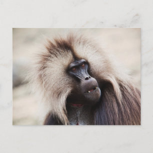 Postal Gelada Baboon, Etiopía