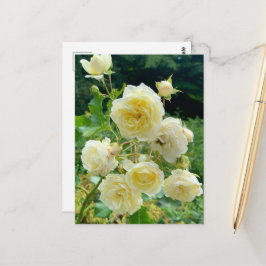 Postal Gelbe Rose Postkarte