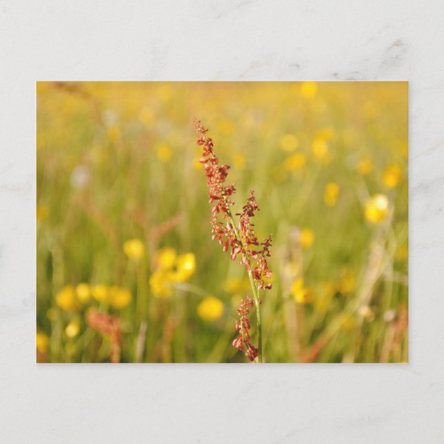 Postal Gelbe Sommerwiese (Anverso)