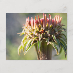 Postal Gema oculto - Echinacea