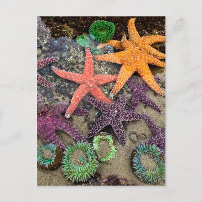 Postal Gemas del mar (Anverso)