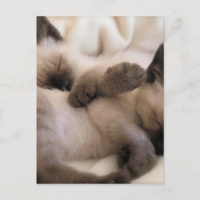 Postal Gemelos Acarician Gato Gatito Siamés Adorable (Anverso)