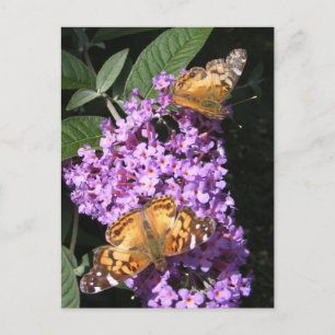 Postal Gemelos de mariposa ~ postcard