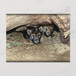 Postal Gemelos gemelos de lobo de madera silvestre en Den
