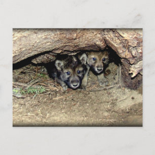 Postal Gemelos gemelos de lobo de madera silvestre en Den