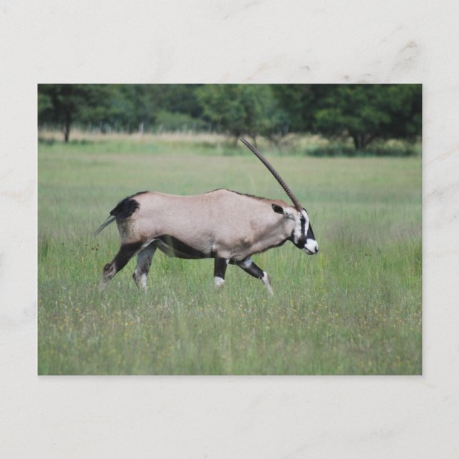 Postal Gemsbok antelope (Anverso)