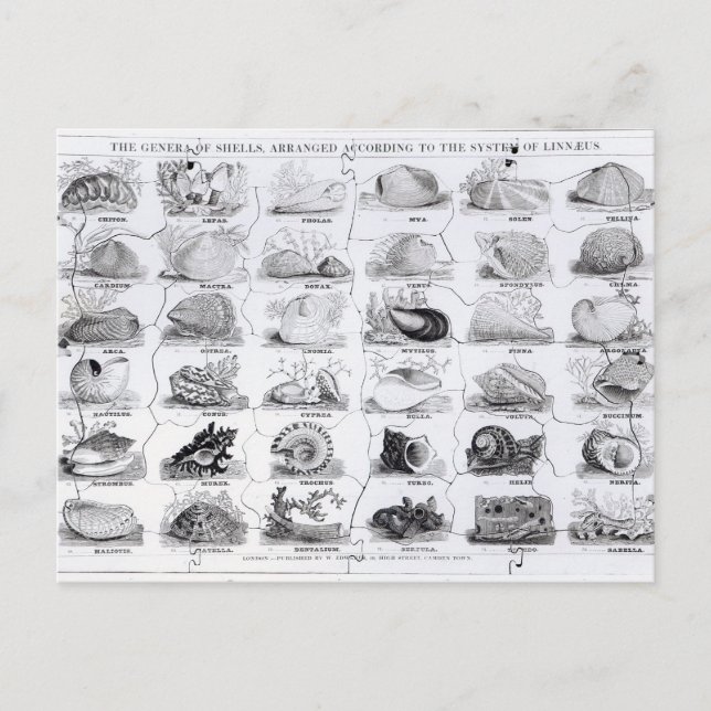 Postal Genera of Shells jigsaw, pub. por W. Edwards (Anverso)