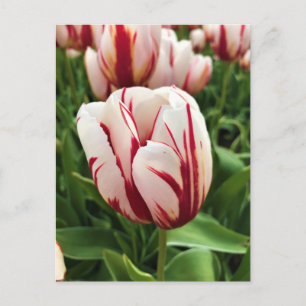 Postal Generación Feliz Tulipán, Oregon