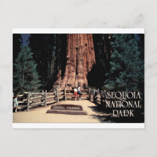 Postal General Sherman Parque Nacional Sequoia Vintage