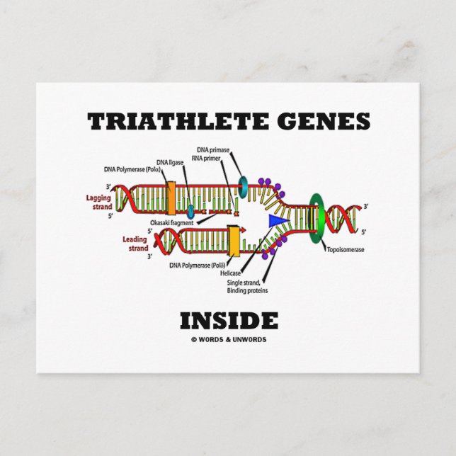 Postal Genes Triatleta Dentro (Replicación de ADN) (Anverso)