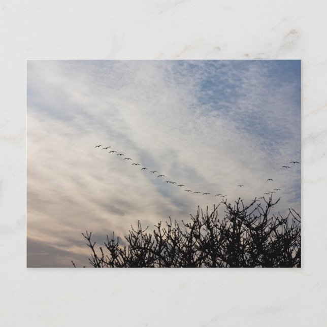 Postal Génesis voladora (Anverso)