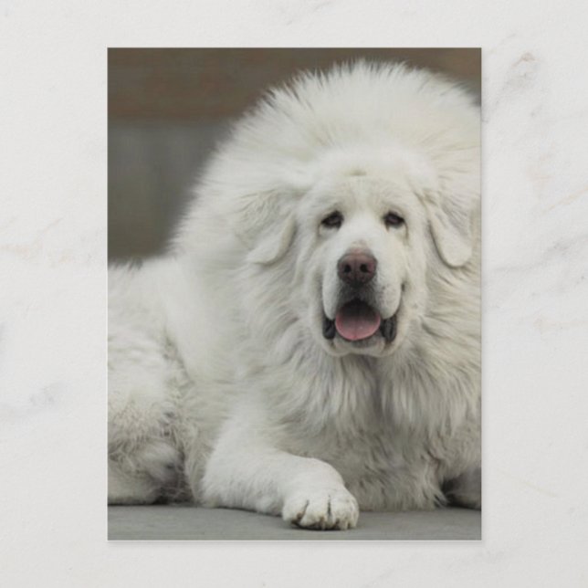 Postal genial White Tibetan Mastiff (Anverso)