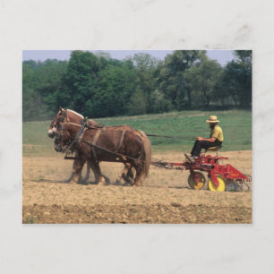 Postal Gente sencilla del país Amish en la agricultura co