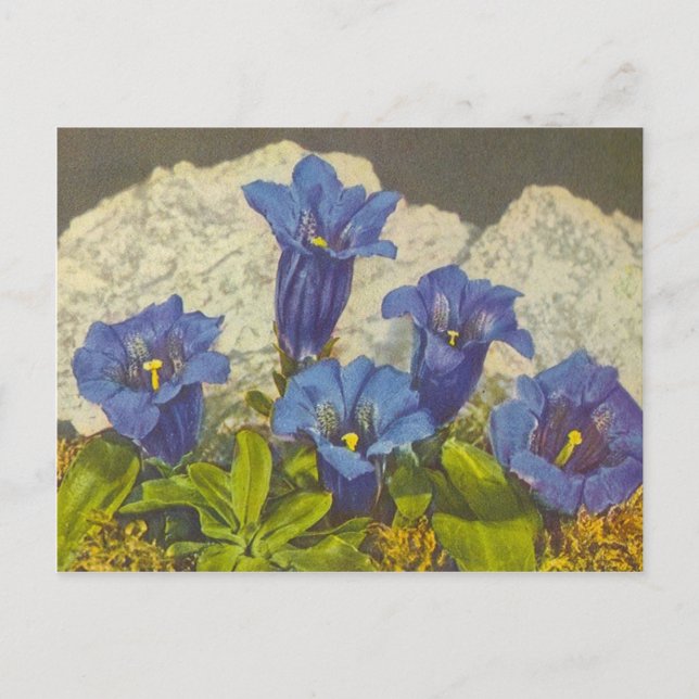 Postal Gentian Flower (Anverso)