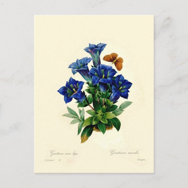 Postal Gentiana aucalis (Anverso)