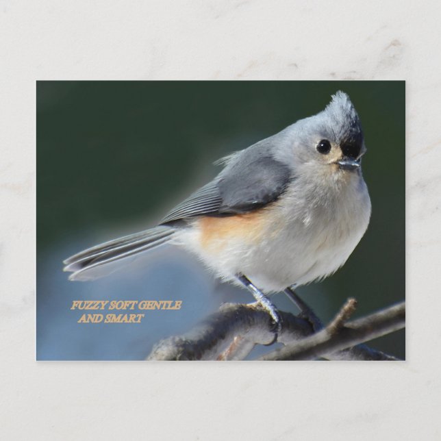 POSTAL GENTÍFICO Y INTELIGENTE (Anverso)