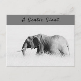 Postal Gentle Giant Elephant foto de alta clave con texto