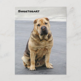 Postal Gentle Shar Pei Post Card