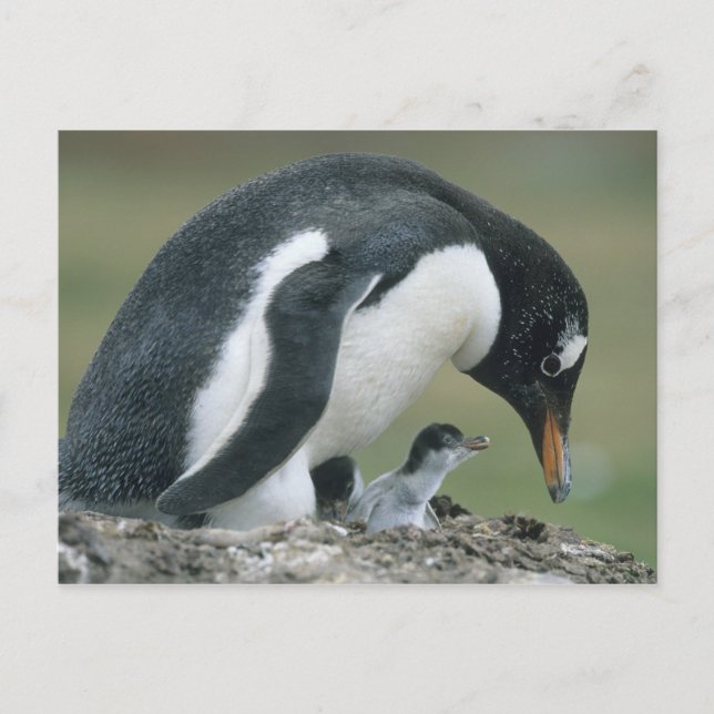 Postal Gentoo Penuin, (Pygoscelis papua), Falkland (Anverso)