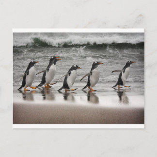 Postal Gentoos en la playa