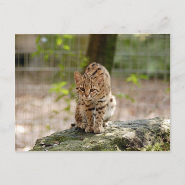 Postal geoffroy-cat-020 (Anverso)