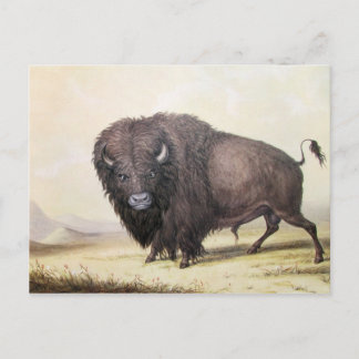 Postal George Catlin - Bull Buffalo