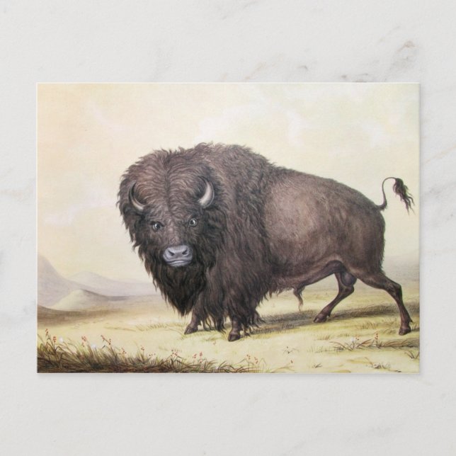 Postal George Catlin - Bull Buffalo (Anverso)