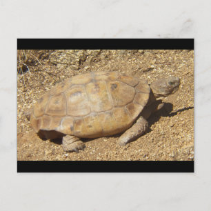 Postal George la tortuga del desierto