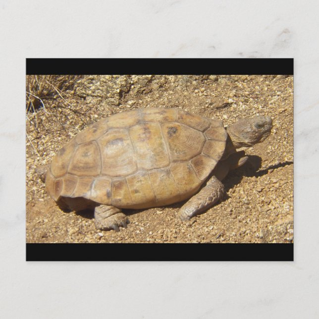 Postal George la tortuga del desierto (Anverso)