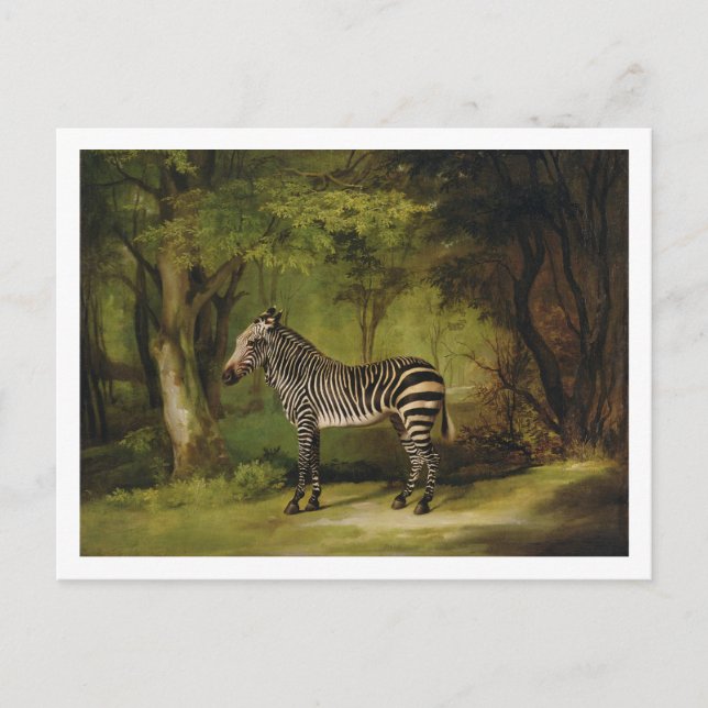 Postal George Stubbs | A Zebra, 1763 (aceite sobre lienzo (Anverso)