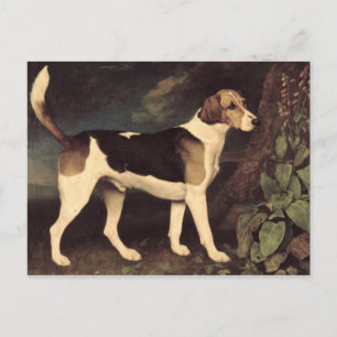 Postal George Stubbs   Ringwood, un Brocklesby Foxhound, 