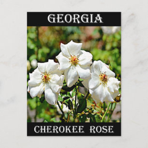 Postal Georgia Cherokee Rosa 2