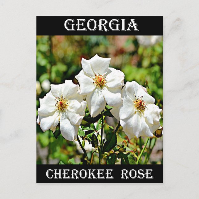 Postal Georgia Cherokee Rosa 2 (Anverso)
