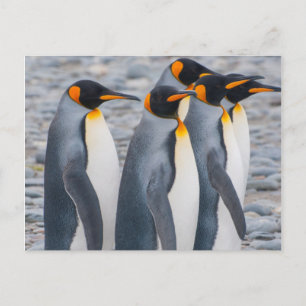 Postal Georgia del Sur. Pingüinos rey
