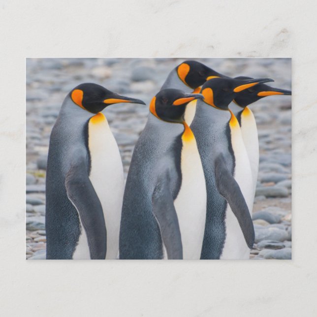 Postal Georgia del Sur. Pingüinos rey (Anverso)