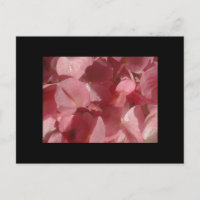 Geranio rosa: casi sólido Rosa claro