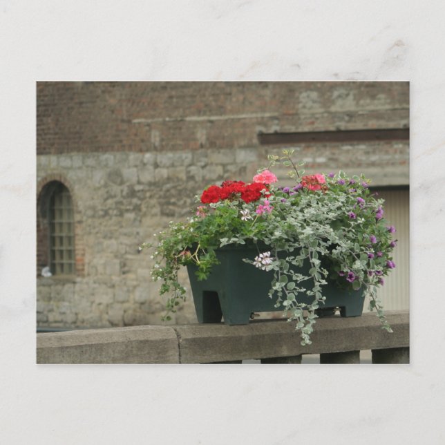 Postal Geranios (Anverso)