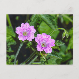 Postal Geranios rosados