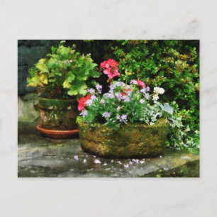 Postal Geranios y flores de lavanda en pasos de piedra