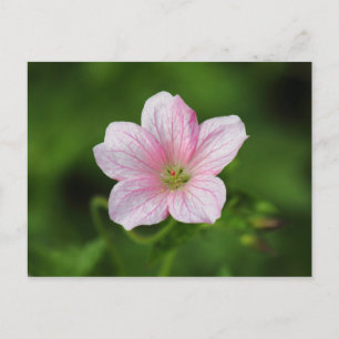 Postal Geranium