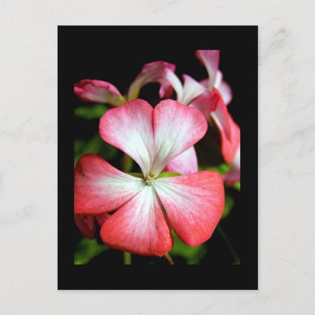 Postal Geranium 'Alberta' (Anverso)
